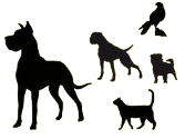 Anisano Zusammenfuehrung Hund Mensch Tier